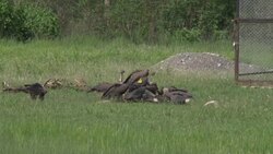 Vulture restaurants help endangered birds Instructional Video