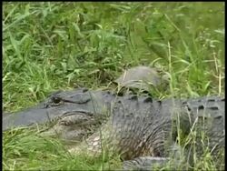 CU Alligator lying on ground with Terrapin crawling towards river then swimming away, Brazos Bend State Park, Texas, USA Stock Footage