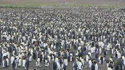 King Penguins in the world's second largest King Penguin colony on Salisbury Plain, South Georgia, Southern Ocean. Stock Footage