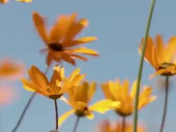 MS Shot of Namaqualand daisies buffeted by wind / Namaqualand, Northern Cape, South Africa Stock Footage