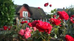 Roses with a nice house in the background Stock Footage