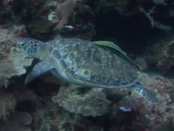Turtle Stock Footage