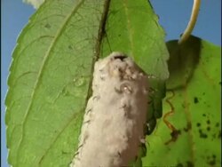 BCU Zoom out, Cairns Birdwing (Ornithoptera priamus) Pupa with fungal infection, Australia Stock Footage