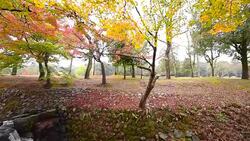 Autumn in Nara park, Japan. Stock Footage
