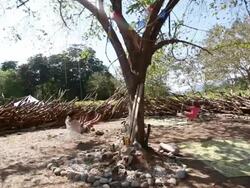 MS Little boy and little girl and young lady swing from tree in natural playground / Montezuma, Nicoya Peninsula, Costa Rica   Stock Footage