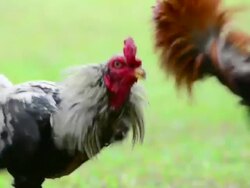 Rooster Stock Footage