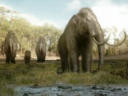 Wide Shot static - A mastodon approaches mud near its herd in a computer-generated animation. / Los Angeles, California, USA Stock Footage