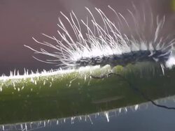In the stem creeping caterpillar. Stock Footage
