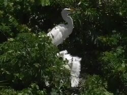 Begging Great Egret Chick Stock Footage