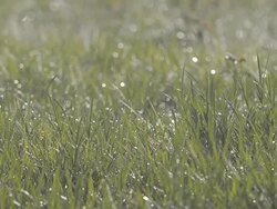 dew on leaf Stock Footage