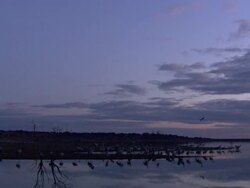 Common Cranes (Grus grus), at their roost on Lake Cubillar, Caceres Province in Extremadura, Spain Stock Footage
