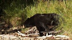 MS  shot of a black bear (Ursus americanus) coming down to a stream for a drink (slow motion) Stock Footage