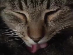 Cat cleaning fur Stock Footage