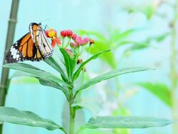Butterflies eat pollen Stock Footage