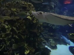 Aquarium Stock Footage