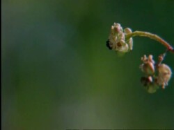 CU Flapnecked chameleon, Chamealeo dilepis, tongue snatching bee off flower, high speed, Botswana, Africa Stock Footage