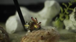 Cuttlefish: Tentacles In Disguise Instructional Video