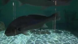 Large fish and leopard shark in aquarium News Clip