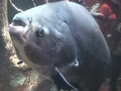 Large Fish Stock Footage