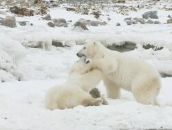 MS SLO MO Two polar bears playing and fighting / Churchill, Manitoba, Canada Stock Footage