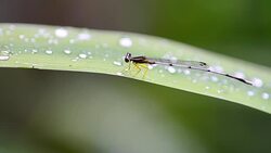Dragonfly Stock Footage