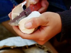 CU SLO MO Shot of cutting off cassava root skin / Luang Prabang, Laos Stock Footage