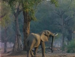 African Elephant (Loxodonta africana), MS elephant walks towards tree, stretches up to reach leaves with trunk, walks on Stock Footage