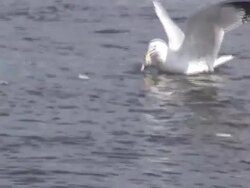 Seagull  1080/60i Stock Footage