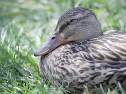 le duck Stock Footage