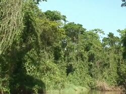 Tortuguero National Park channel Stock Footage