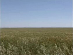WA vast green/yellow wheat field waving in wind, distant horizon, sunny, USA Stock Footage
