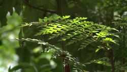 CLEAN : Invasive plant in Chile a threat to worldwide biodiversity News Clip