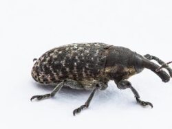 Weevil Beetle Stock Footage