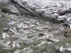 Lots of Fish Stock Footage