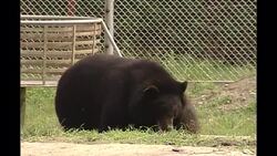 Moon Bear Sanctuary in China News Clip