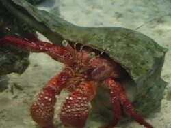 Hermit Crab Stock Footage