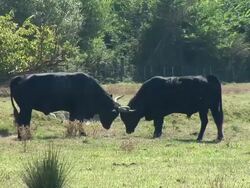 HD: Bull fight Stock Footage