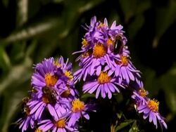 Bees on flower Stock Footage