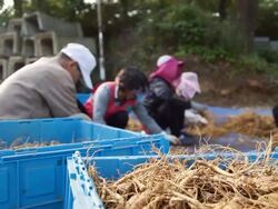 MS Farmers harvesting Ginseng at plantation / Geumsan, Chungcheongnamdo, South Korea Stock Footage