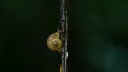 Snail walking on branches in the rainforest. Stock Footage
