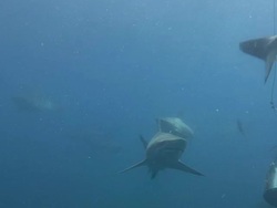 Blacktip Shark (Carcharhinus limbatus) Stock Footage