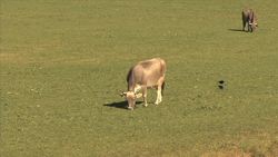 What is an Herbivore? Instructional Video