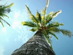 Palmtrees (HD 1080) Stock Footage