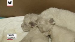 White lions may be rare in the wild, but the Tbilisi Zoo in Georgia just welcomed four white lion cubs. (Dec. 12) News Clip