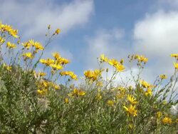 MS Shot of Skaapbos shrub or bush with yellow flowers / Namaqualand, Northern Cape, South Africa Stock Footage