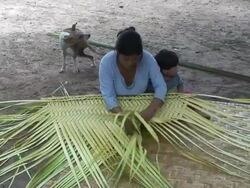 Woman interweaving a mat, village of Mapajo inhabited by the tribe of Mosetenes, Bolivia, Amazon Stock Footage