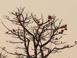 Bird in morning Stock Footage