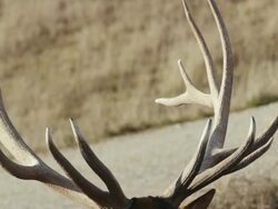 Extreme close-up of Elk's rack of antlers. Stock Footage