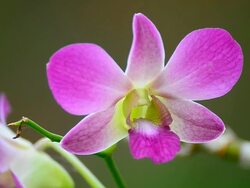 Purple orchids Stock Footage