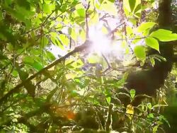 HD:Sunlight in the morning Stock Footage
